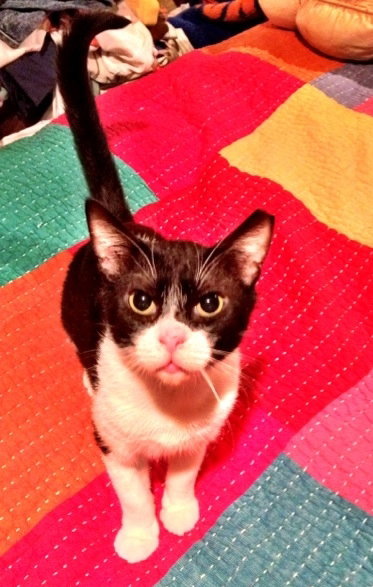 Mustasche the Doll