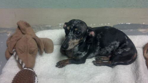Bella the Dapple Dachshund