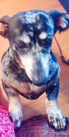 Bella the Dapple Dachshund