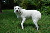 Dodger the Collie Blend