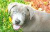 Sterling the Silver Puppy