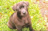 Onyx the Black Shepherd Puppy