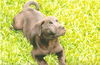 Chaka the Shepherd Puppy