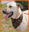 Apollo the Great Dane
