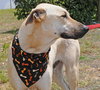 Apollo the Great Dane