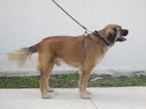 Pinto the Happy Shepherd