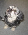 Crinkle the Pekingese Blend