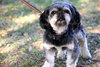 Crinkle the Pekingese Blend