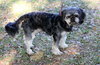 Crinkle the Pekingese Blend