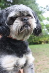 Crinkle the Pekingese Blend
