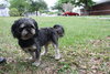 Crinkle the Pekingese Blend