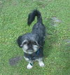 Crinkle the Pekingese Blend