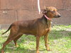 Alberta the Dachshund Mix