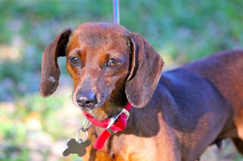 Alberta the Dachshund Mix