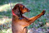 Alberta the Dachshund Mix