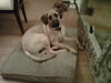 Bubba the Lab/Great Dane