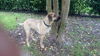 Bubba the Lab/Great Dane