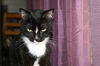 Harley the Loving Declawed Tuxedo