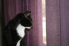 Harley the Loving Declawed Tuxedo