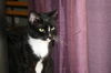 Harley the Loving Declawed Tuxedo