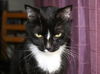 Harley the Loving Declawed Tuxedo