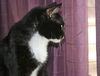 Harley the Loving Declawed Tuxedo