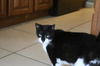 Olivia the Loving Declawed Beauty
