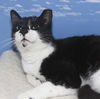 Olivia the Loving Declawed Beauty