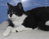 Olivia the Loving Declawed Beauty