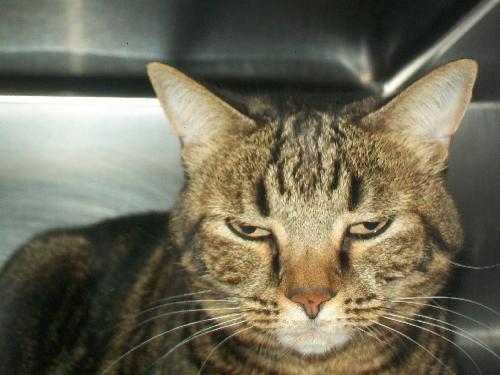 Rosie the Love Bug Youthful Declawed Lady