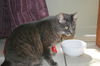 George the Big Ol' Sweetie