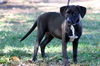 Gwenivere the Pretty Lab Puppy