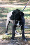 Lancelot the Brave Labrador Puppy