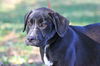 Lancelot the Brave Labrador Puppy