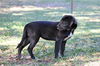 Lancelot the Brave Labrador Puppy