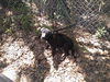 Lancelot the Brave Labrador Puppy