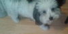 Micki the Malti-Poo