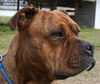 Zena the Bulldog