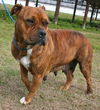 Zena the Bulldog