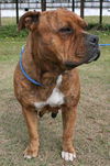 Zena the Bulldog
