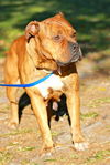 Zena the Bulldog