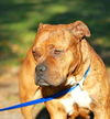 Zena the Bulldog