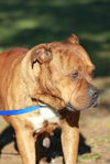 Zena the Bulldog