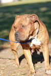Zena the Bulldog