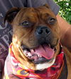Zena the Bulldog