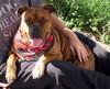 Zena the Bulldog