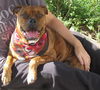 Zena the Bulldog