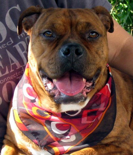 Zena the Bulldog