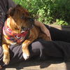 Zena the Bulldog