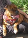 Zena the Bulldog